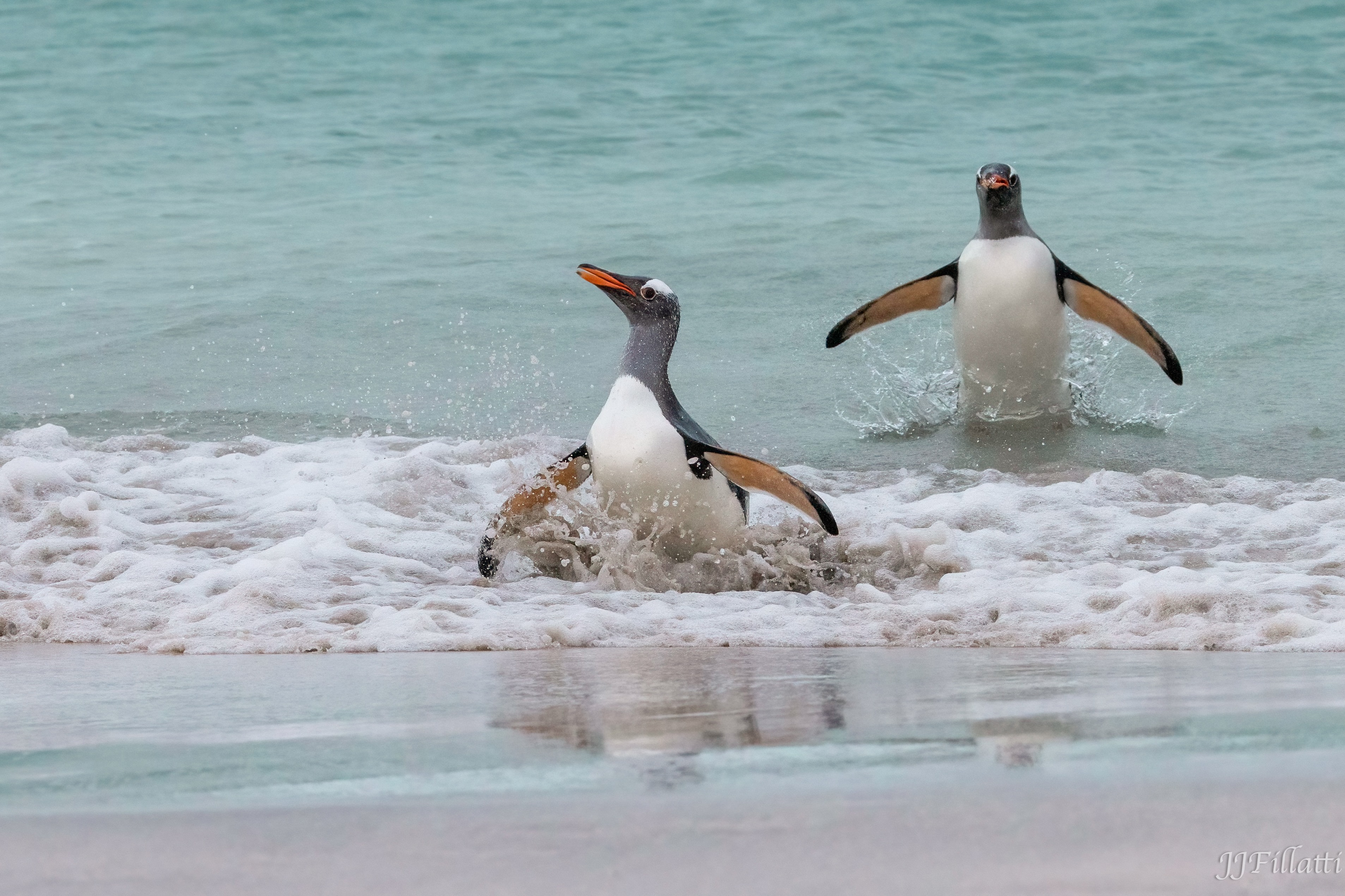 bird of the falklands image 29